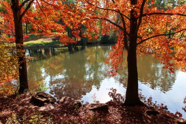 parlak renkli sonbahar ağaçlar