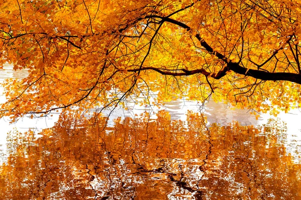 Яркие цветущие осенние деревья — стоковое фото