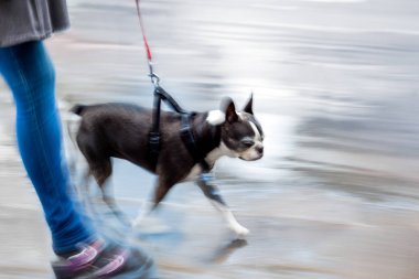 sokakta köpek yürüyüş