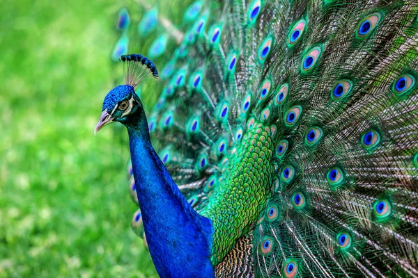 Pfau mit ausgebreiteten Flügeln — Stockfoto