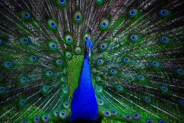 Pfau mit ausgebreiteten Flügeln — Stockfoto