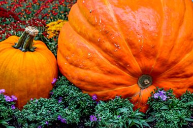 kabak çiçekleri arasında