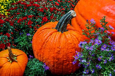 kabak çiçekleri arasında