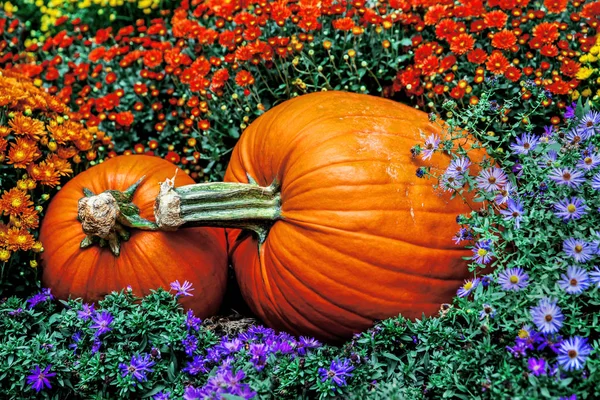 Pumpkins among the flowers — Stock Photo, Image