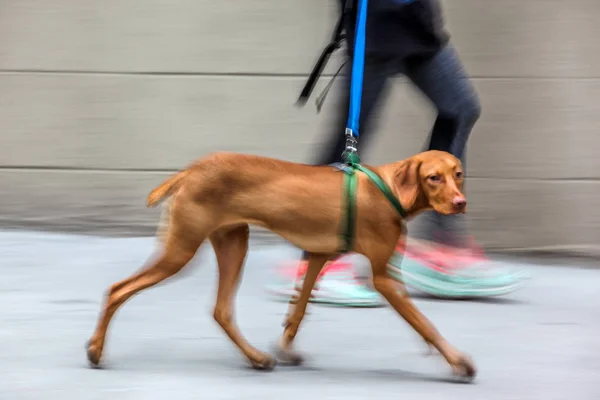 Spacery z psem na ulicy — Zdjęcie stockowe