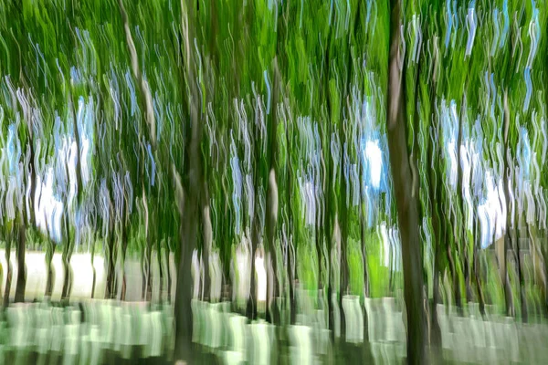 Vert arbres mouvement flou — Photo