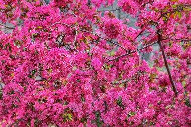 Gökyüzüne karşı çiçek açan Sakura
