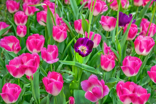 Blühen Leuchtend Bunte Tulpen Frühling — Stockfoto