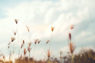 gün batımı, kır çiçeği