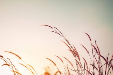 gün batımı, kır çiçeği