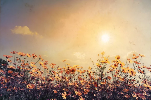 아름 다운 코스모스 꽃 밭의 풍경 — 스톡 사진