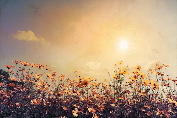 Landscape of beautiful cosmos flower field — Stock Photo, Image