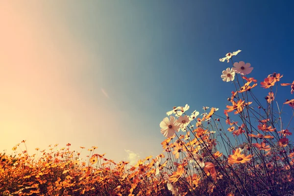 Schöner Kosmos Blumen Feld — Stockfoto