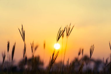 Günbatımında eski kır çiçekleri