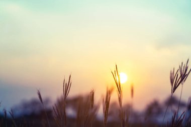 Günbatımında eski kır çiçekleri