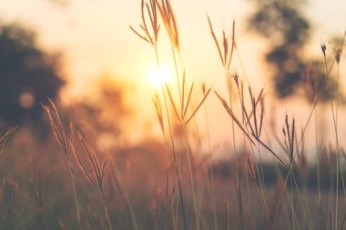 Günbatımında eski kır çiçekleri