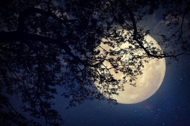 Samanyolu yıldız gece gökyüzü, dolunay ve eski ağaç