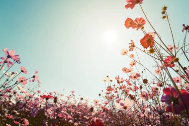 Manzara güzel cosmos çiçek alanının 