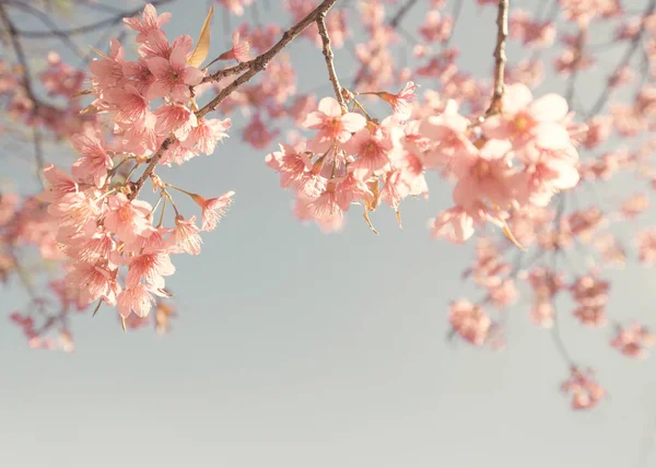 Kirschblüte über dem Himmel — Stockfoto