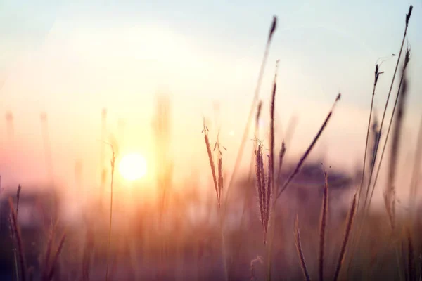 Винтажный дикий цветок на закате — стоковое фото