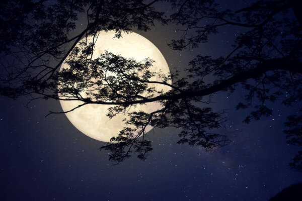 Milky Way star in night skies, full moon and old tree