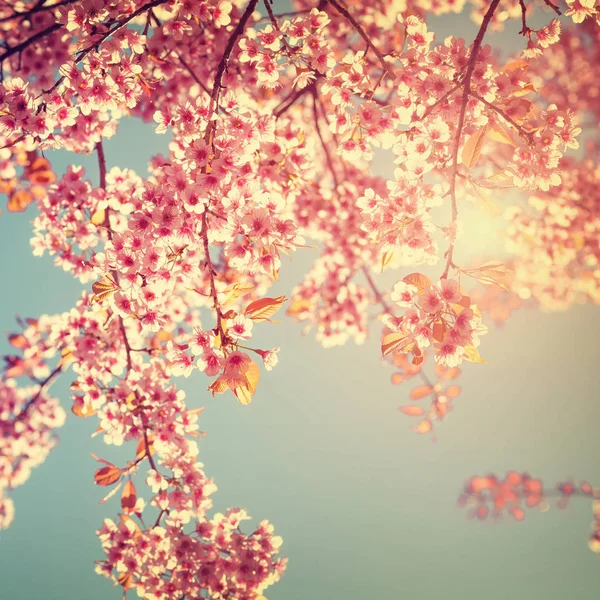 Cherry pink flowers in spring — Stock Photo, Image