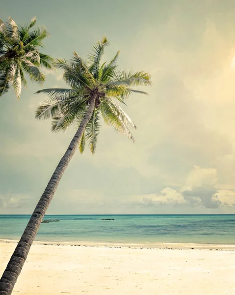 Palme sulla spiaggia tropicale — Foto Stock