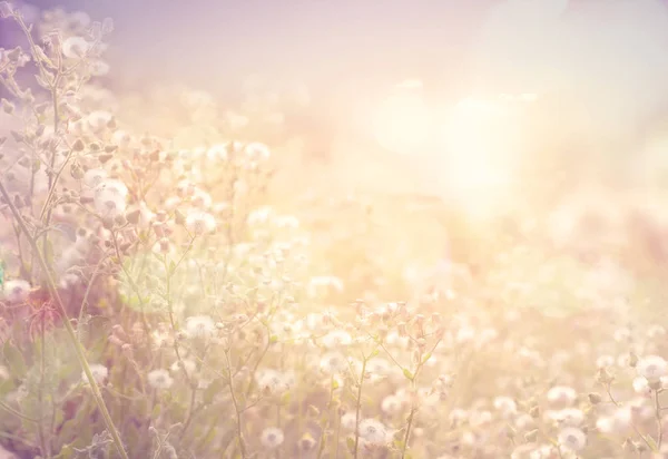 Vintage-Foto von abstrakten Natur Hintergrund — Stockfoto