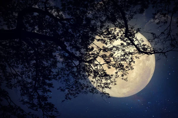 Milchstraßenstern am Nachthimmel, Vollmond und alter Baum — Stockfoto