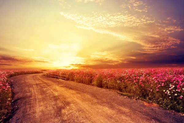 Paesaggio del bellissimo campo di fiori del cosmo — Foto Stock