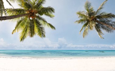 Coconut palm ağaçlar tropikal plaj