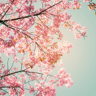 Sakura Pembe çiçek bahar
