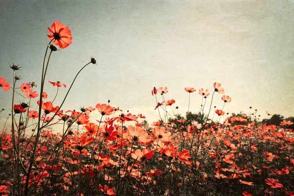 Paisagem de belo campo de flores cosmos — Fotografia de Stock