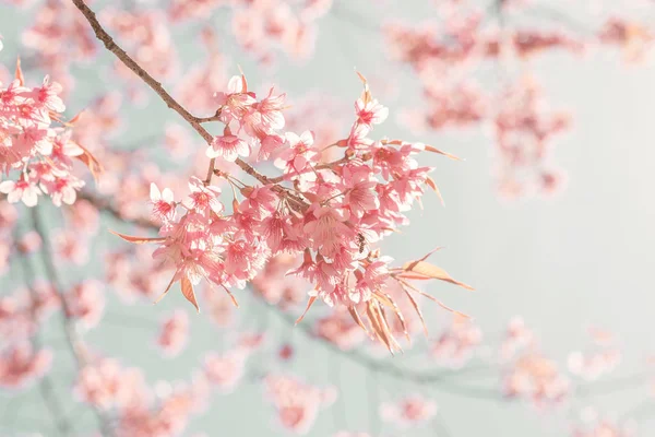 Cherry pink flowers in spring — Stock Photo, Image