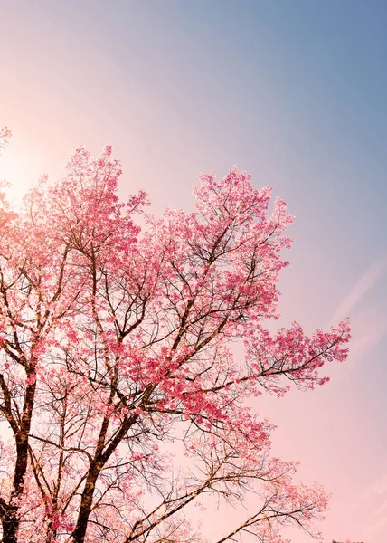 Cereja flores cor-de-rosa na primavera — Fotografia de Stock