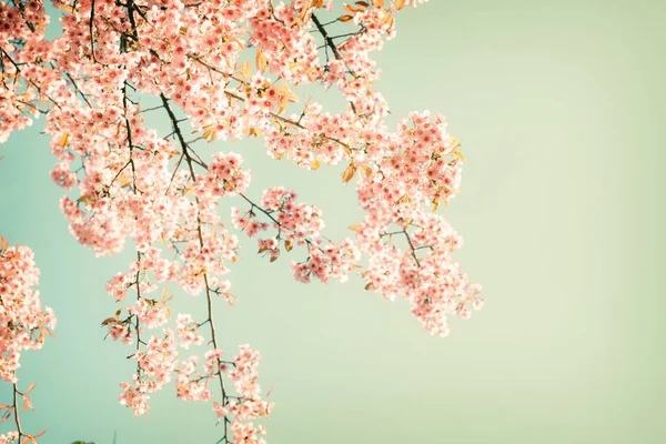 Kirschrosa Blüten im Frühling — Stockfoto