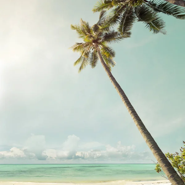 Palmeras en la playa tropical — Foto de Stock