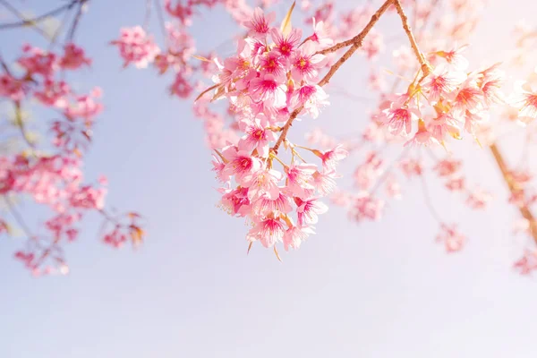 Sakura pink flowers in spring — Stock Photo, Image