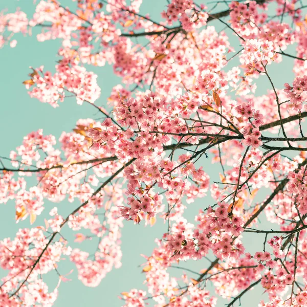 Sakura rosa Blüten im Frühling — Stockfoto