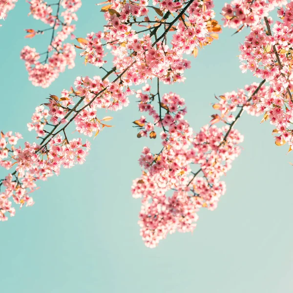 Sakura pink flowers in spring — Stock Photo, Image