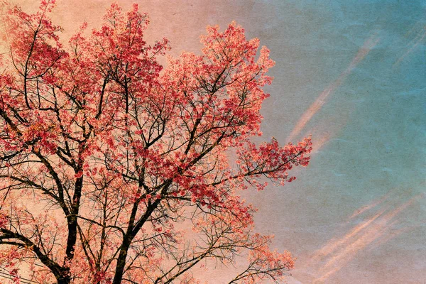 春の桜のピンク花 — ストック写真