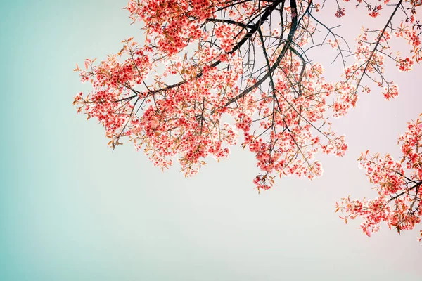 Kirschrosa Blüten im Frühling — Stockfoto