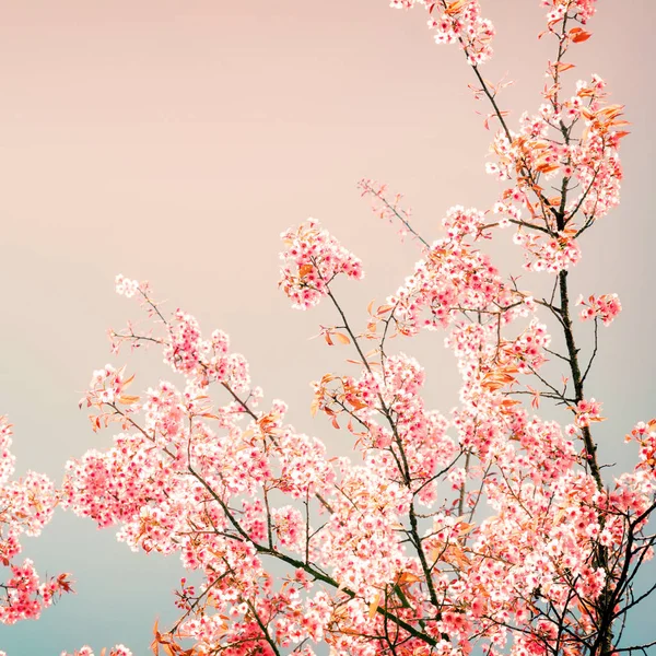 Kirschrosa Blüten im Frühling — Stockfoto