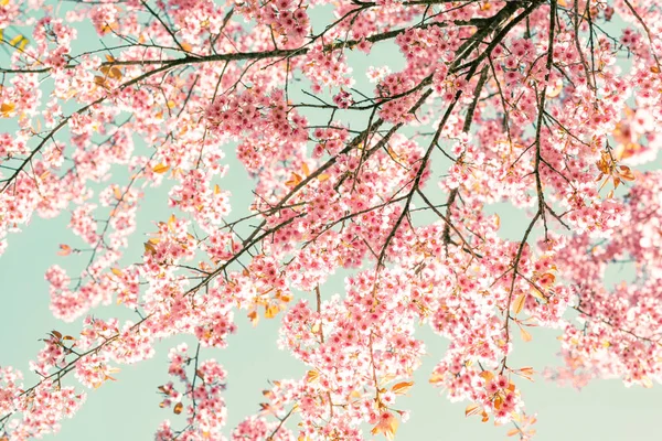 Sakura rosa Blüten im Frühling — Stockfoto