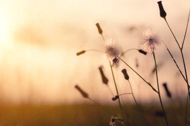 Turuncu günbatımı üzerinde tarlada karahindiba çayır çiçekler