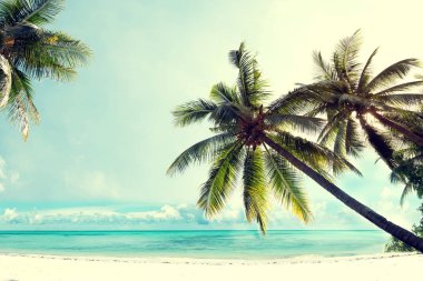 Tropik sahilde palmiye ağaçları 