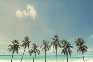 Tropik sahilde palmiye ağaçları 
