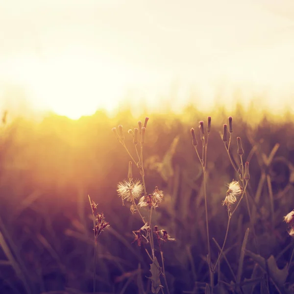 Prairie fleurs de pissenlit dans le champ sur le coucher de soleil orange — Photo