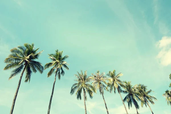 Coconut palm tree in seaside — Stock Photo, Image