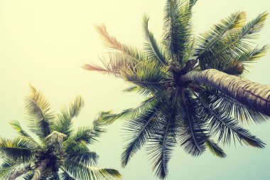 Tropik sahilde palmiye ağaçları 